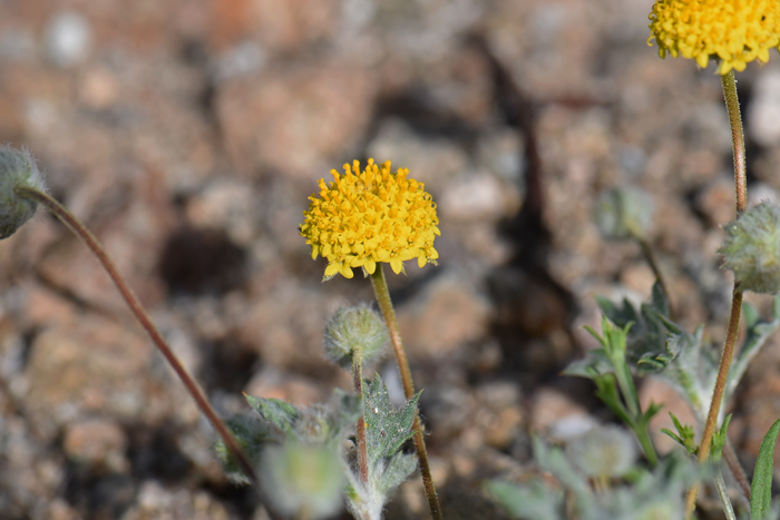 Yellowdome is a small flowering plant, mostly yellow the mature toward reddish pink. The floral heads consist of disk florets only. Trichoptilium incisum